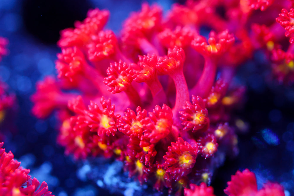 Combustion Micro Goni