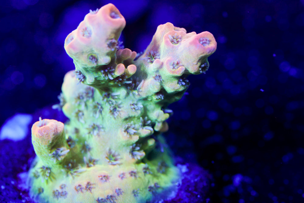 TSA Dan Aykroyd Acro