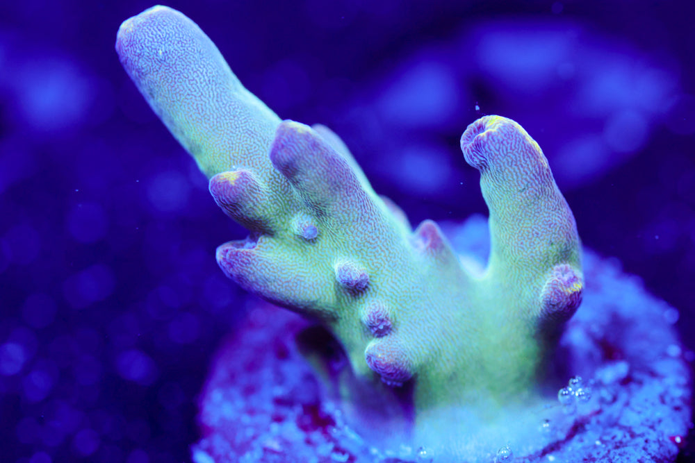 WWC Blue Thunder Acro