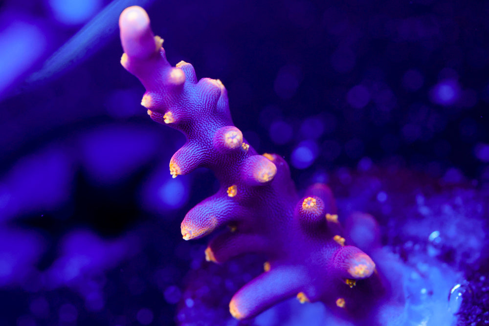 WWC Little Red Ferrarri Acro