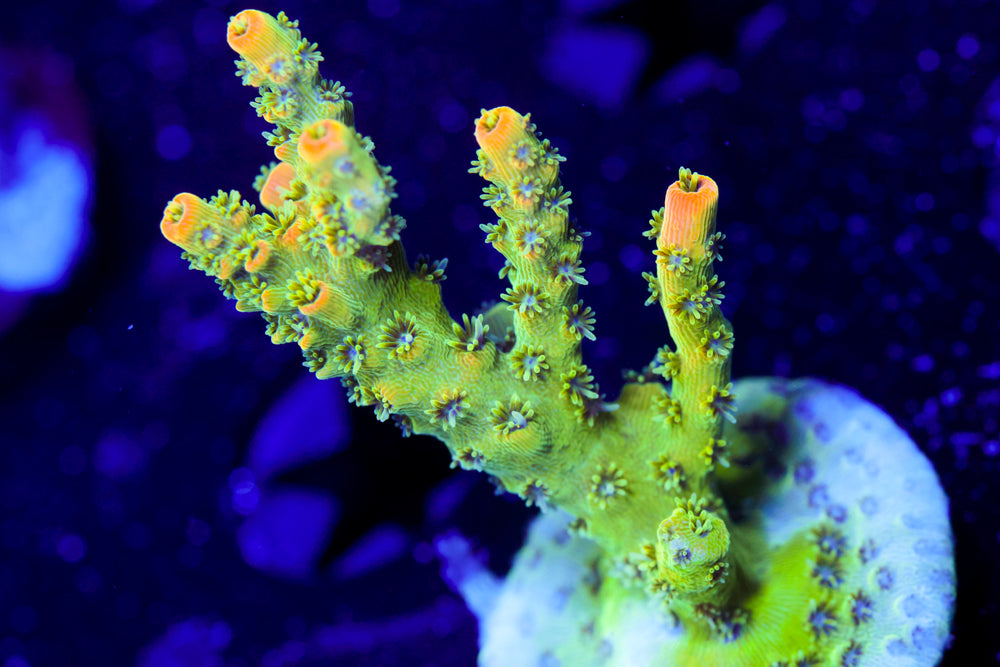 TSA Bill Murray Acro