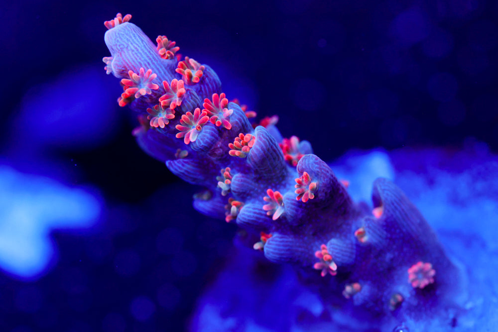 BC Frankenberry Acro