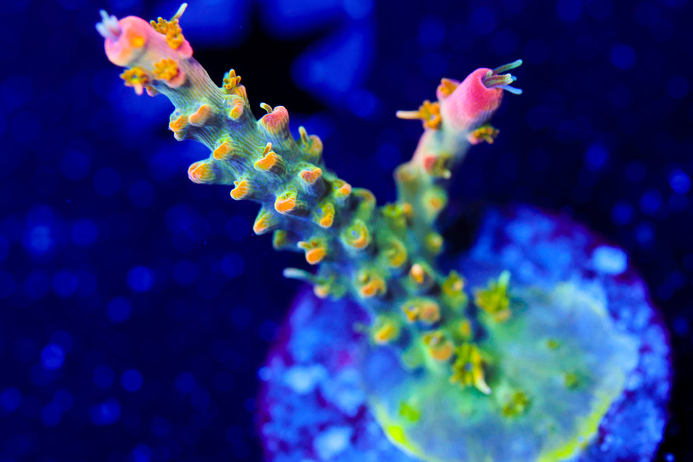 CC Voodoo Majick Acro