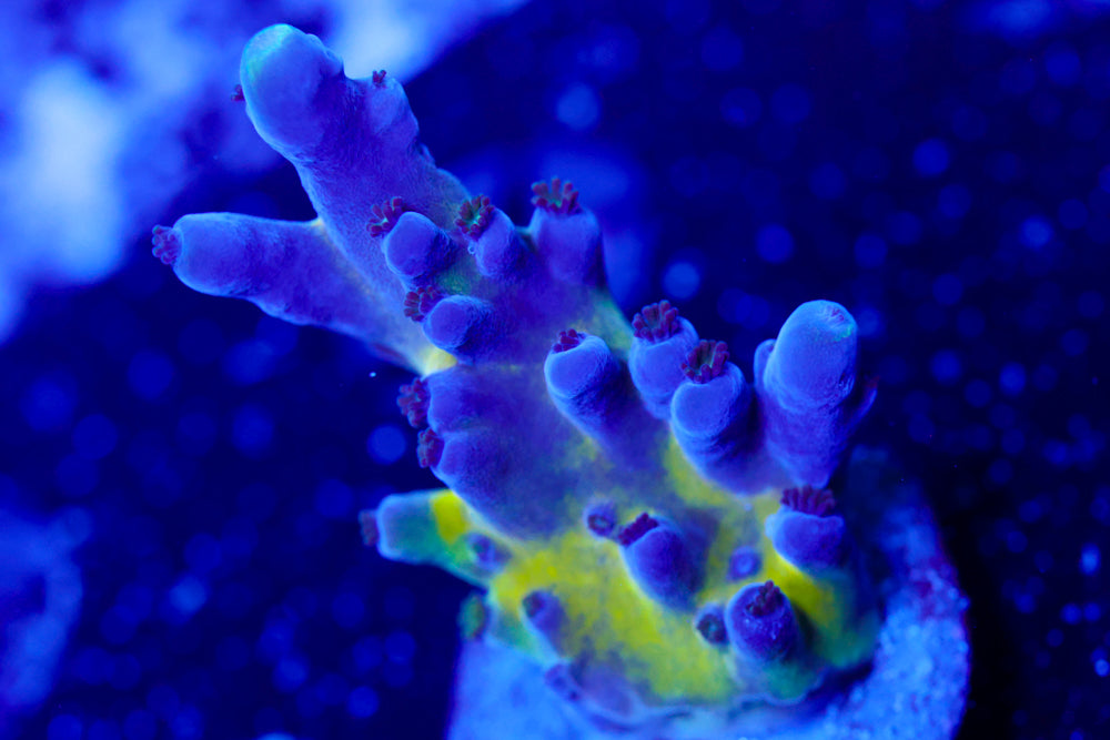 Nick's Purple Passion