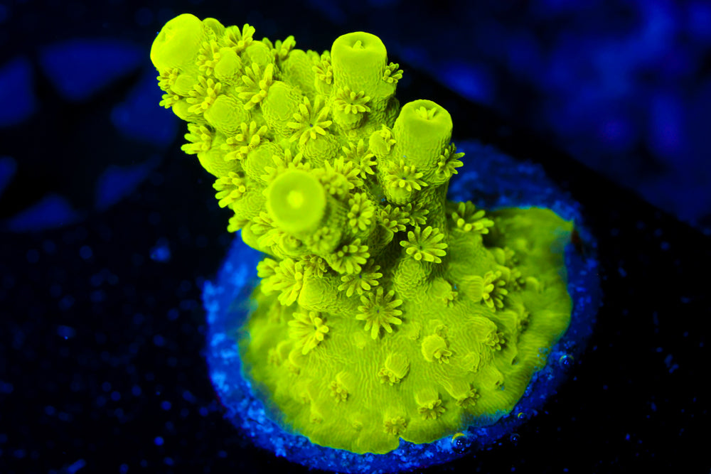 CV Green Lantern Acro