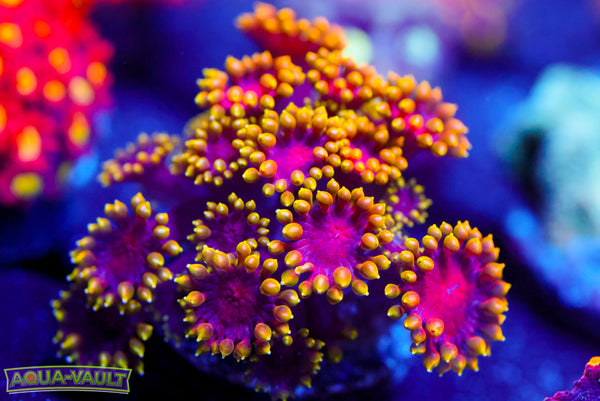 Ultra Micro Rainbow Goni