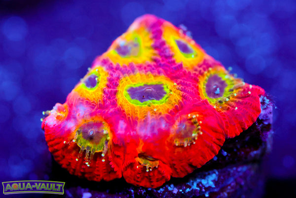 JF Spicy Lemon Favia