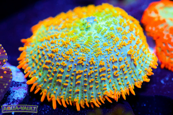 Tequila Sunset Mushroom