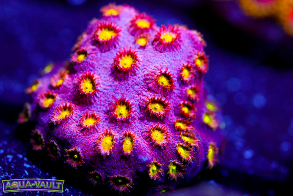 Bling Bling Cyphastrea