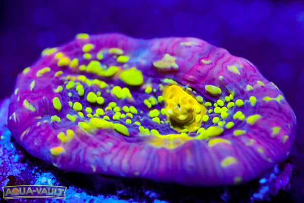 CV Nekrit Expanse Chalice