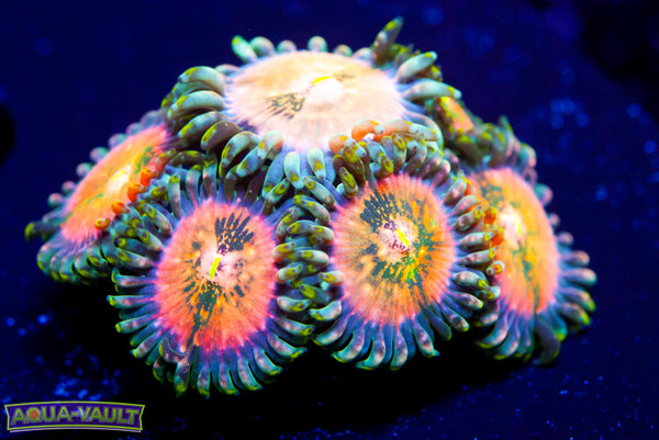 Cosmic PE Zoa