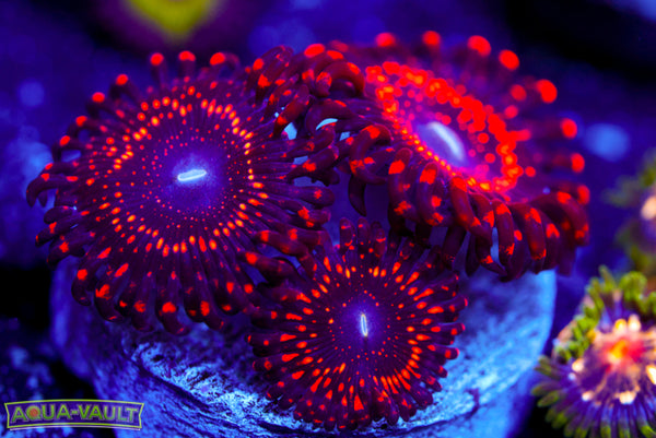 Illuminati Zoa