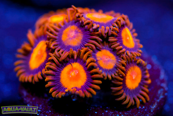 King Midas Zoas