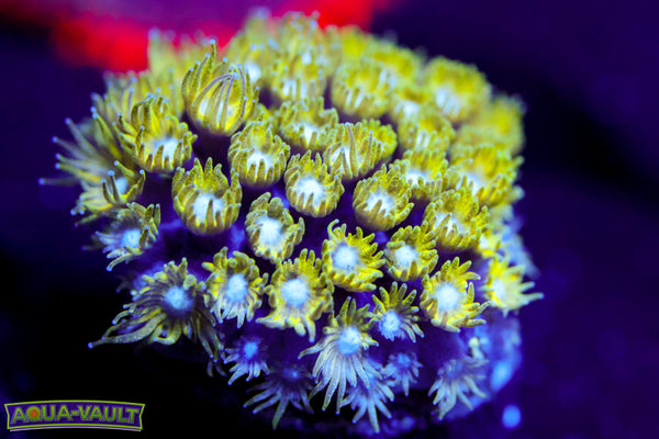 Tinkerbell Micro Goni 1