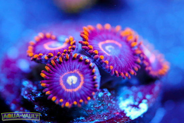 Blue Hornet Zoa