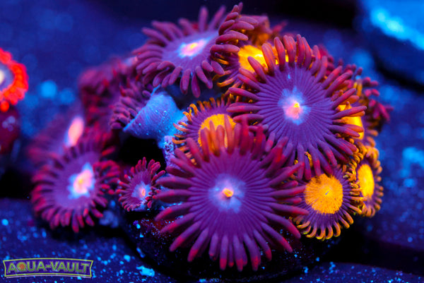 JPS Mystique Zoa + King Midas