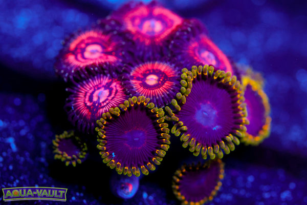 Joker Hornet + Shadow Prince Zoa (NICE)