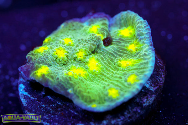 Hollywood Stunner Chalice