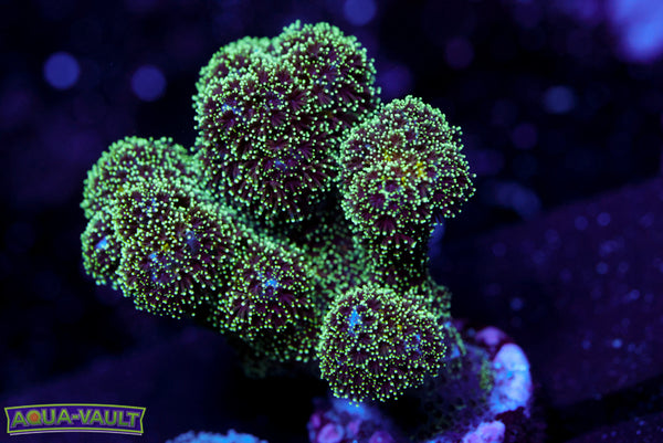 ORA Green Pocillopora Damicornis