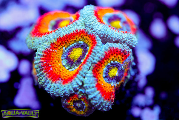 F2M Holy Grail Micromussa