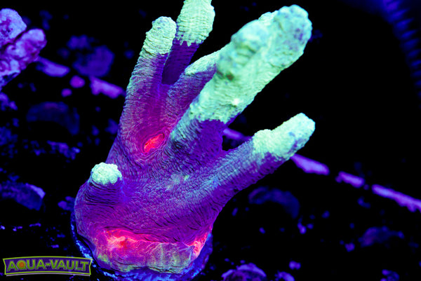 CV Remy LeBeau Pectinia