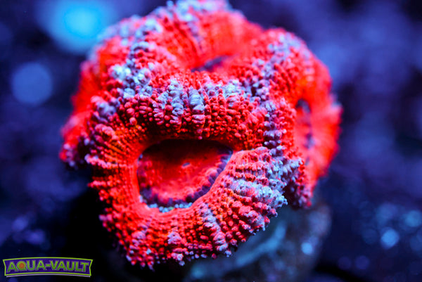 Red Acan