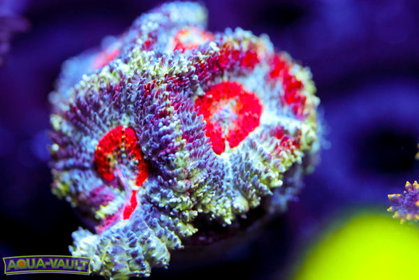 Captain America Acan 2