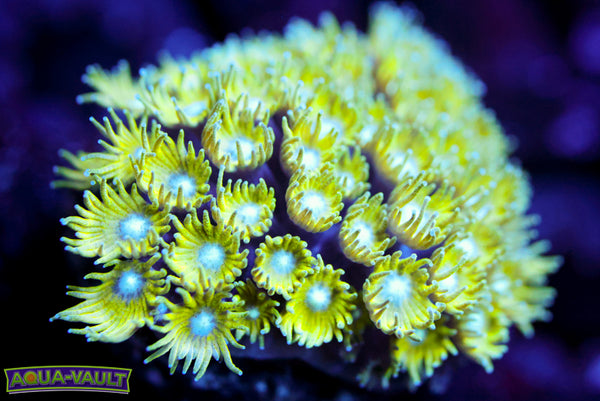 Tinkerbell Micro Goni 2