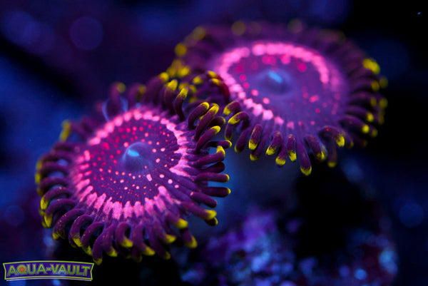 WWC Taser Zoa