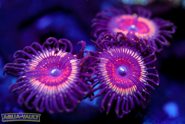 Vamp Zoa