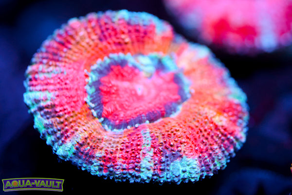 Grafted Rainbow Acan