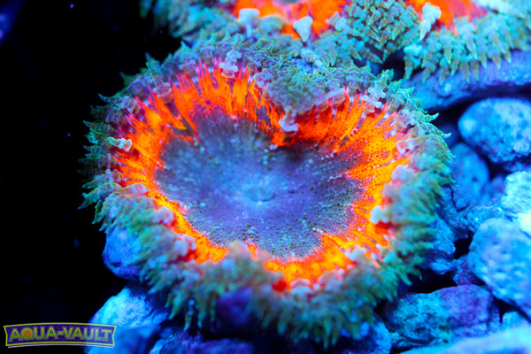 Rainbow XL Rocker Flower Nem