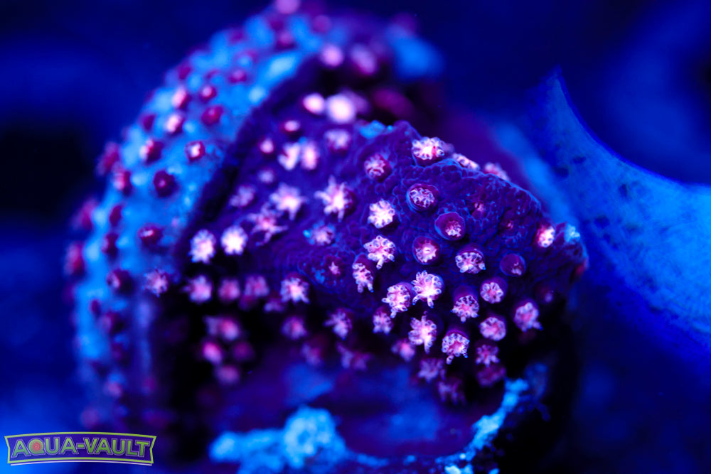 ECC Purple Passion Stylocoeniella