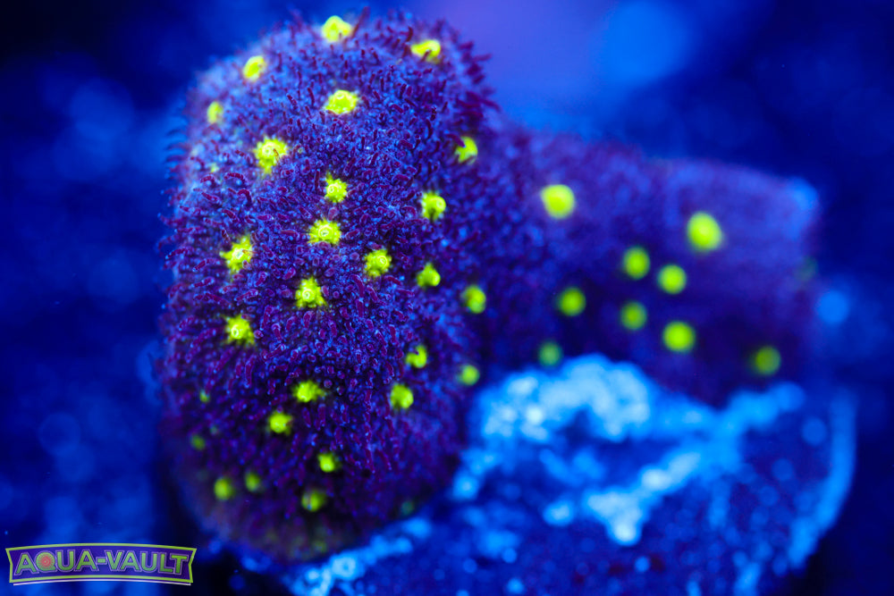 Toxic Waste Psammocora