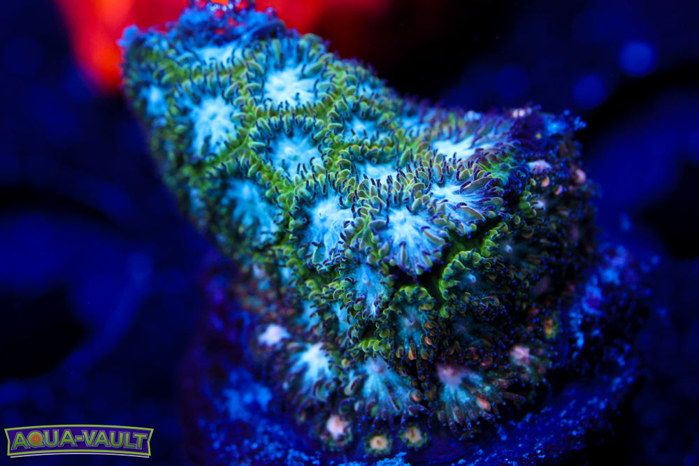 Frozen Blitz Leptastrea