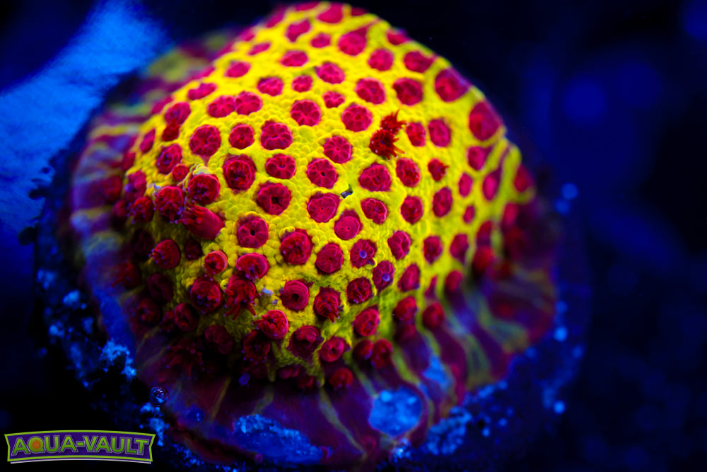 JF Burning Banana Stylocoeniella