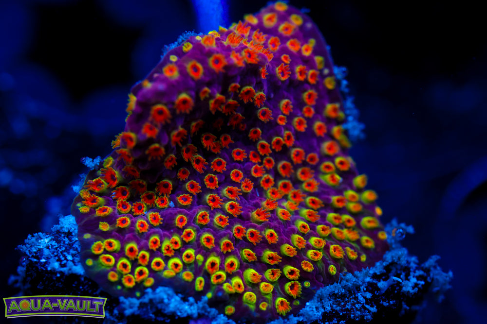 Looney Tunes Stylocoeniella