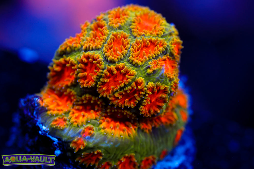 John Deere Leptastrea