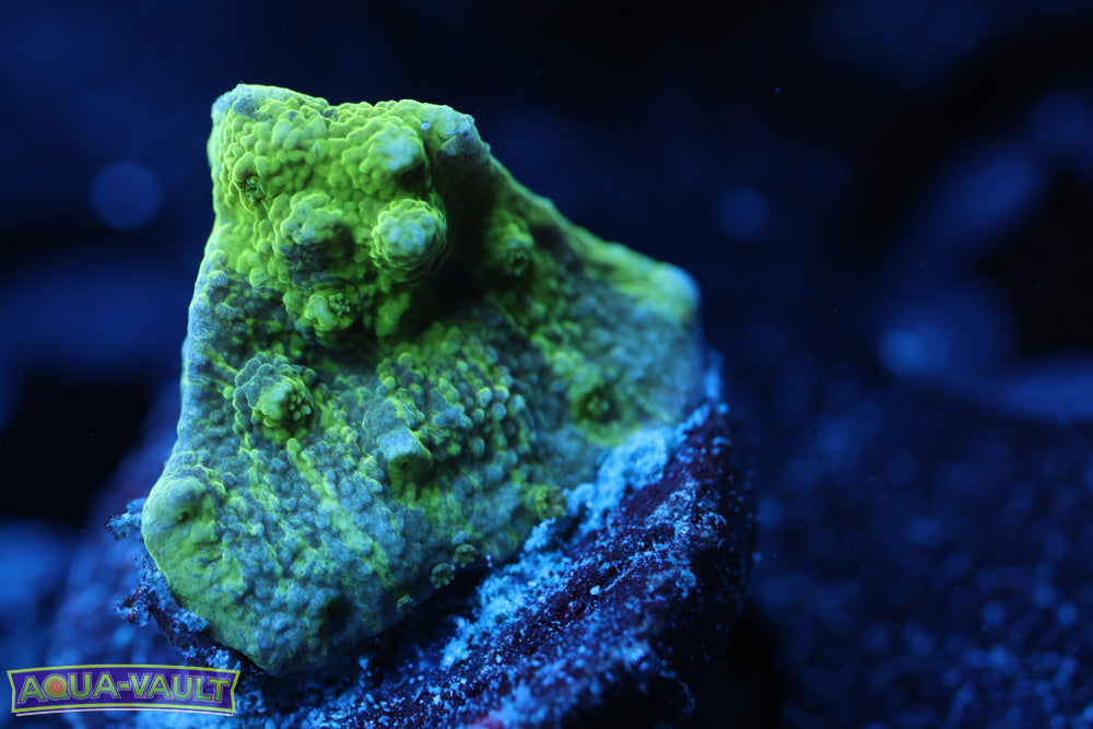 Grafted Astreopora