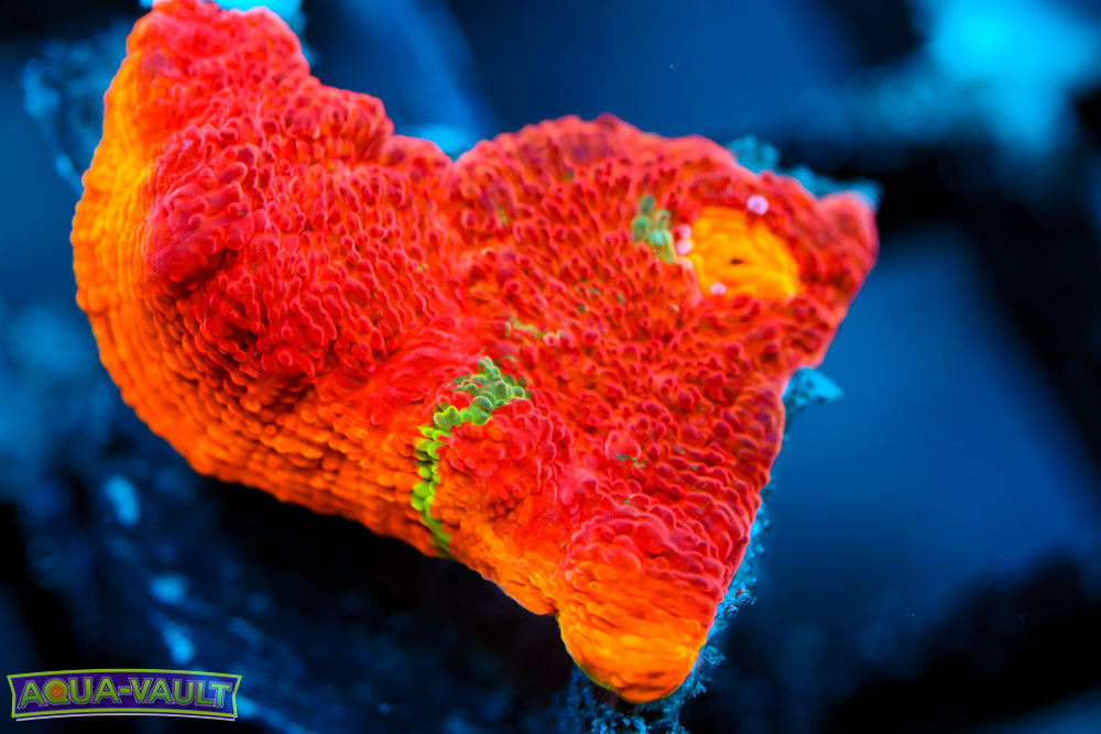 CB Flaming Bugatti Chalice