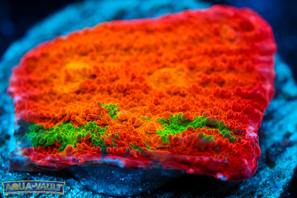 ARC Ludicrous Chalice