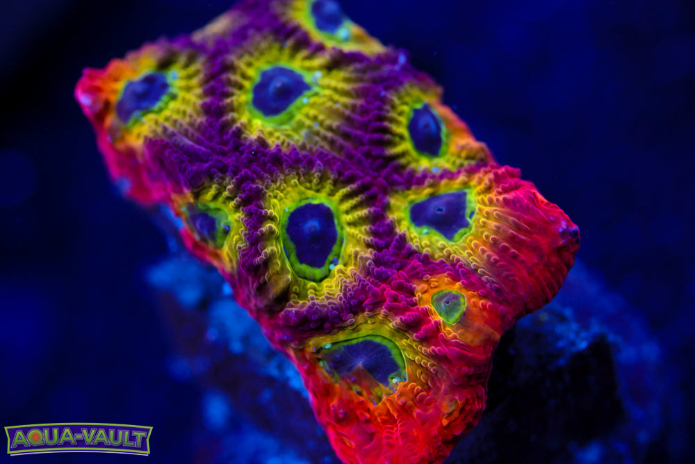 JF Laser Lemon Zoa
