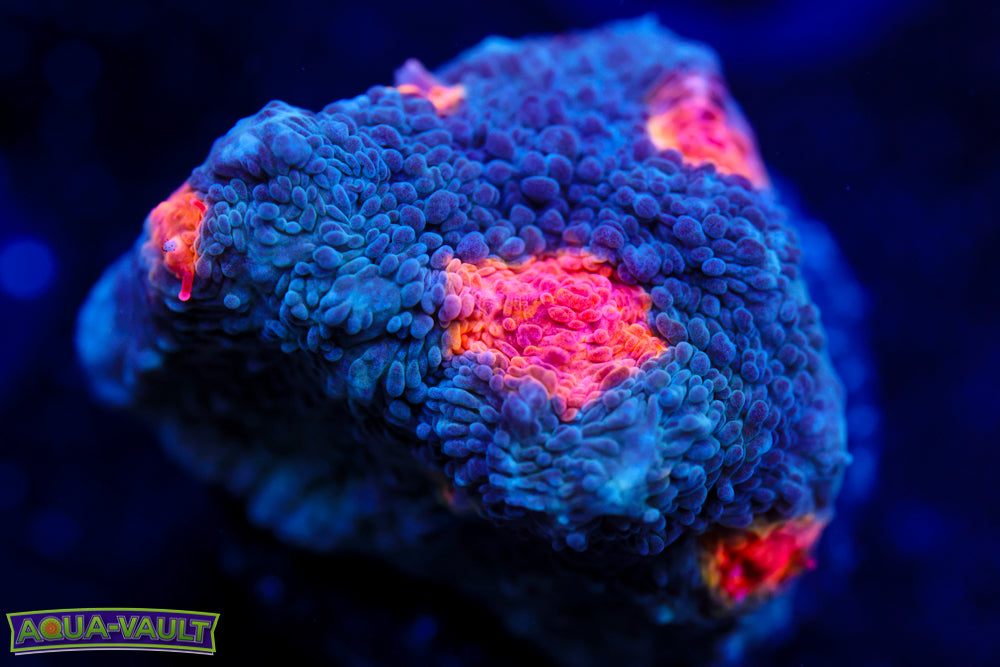 Miami Hurricane Chalice