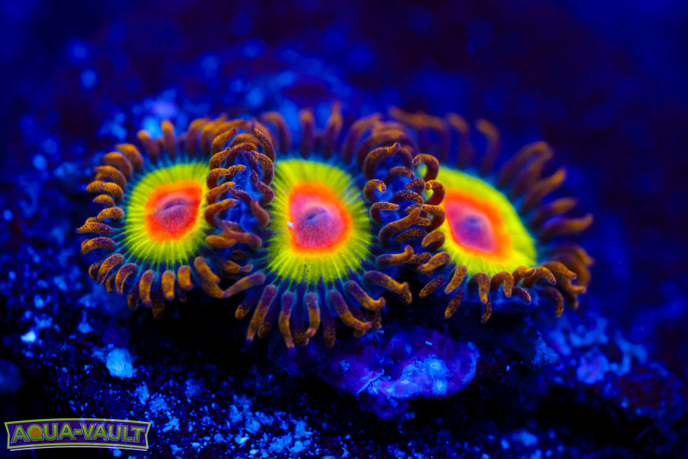 Rainbow Rasta Zoa