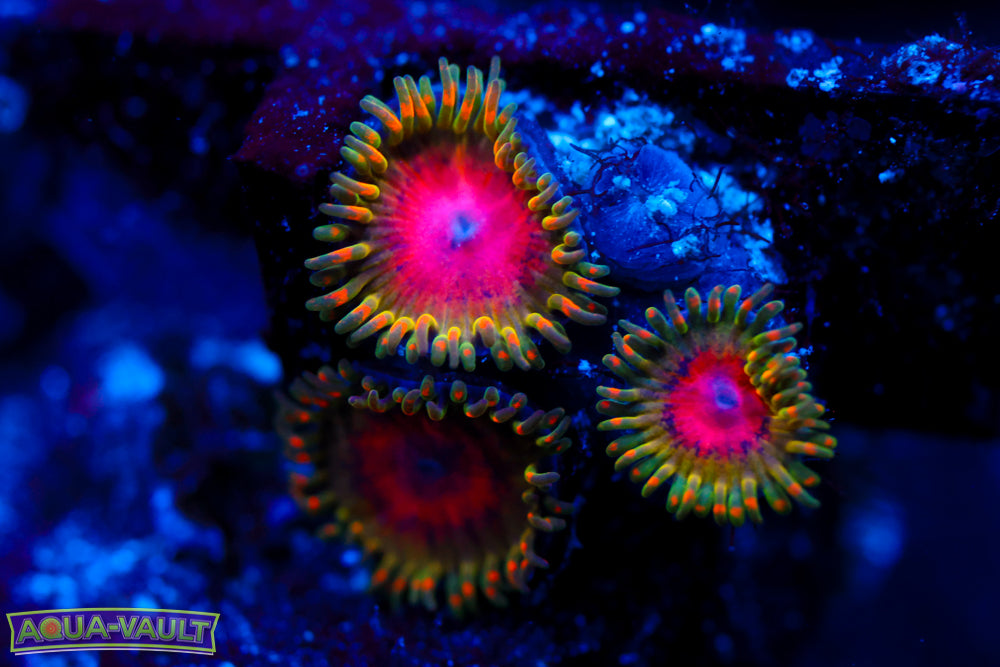 Awesome Blossom Zoa 1