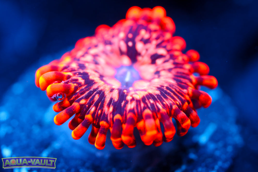 Utter Chaos Zoa 1
