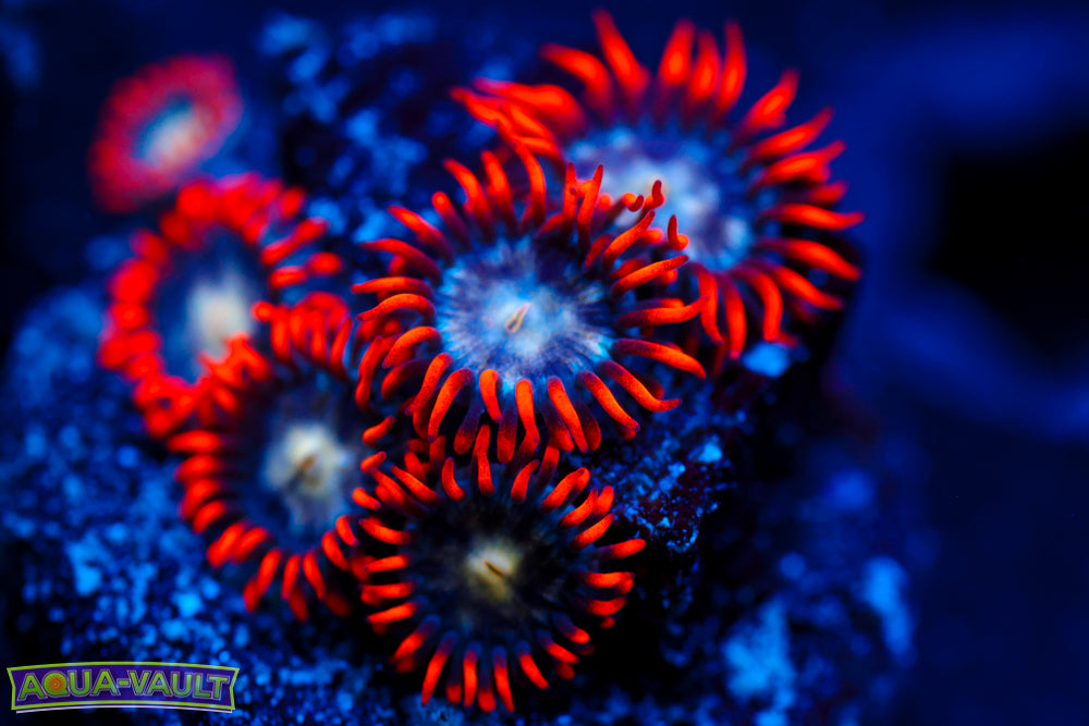 Firecracker Zoa