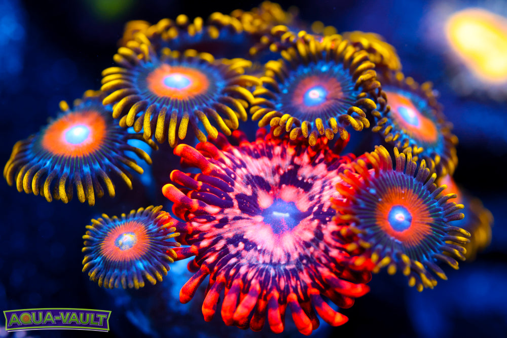 Scramble Eggs + Utter Chaos Zoa