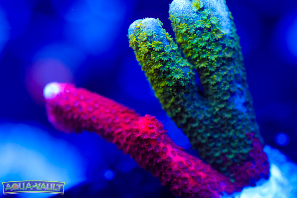 WWC Contraband Digitata