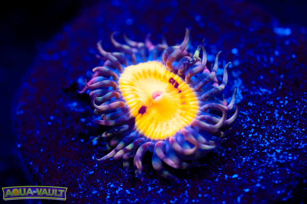 WWC Butt Muncher Zoa 1
